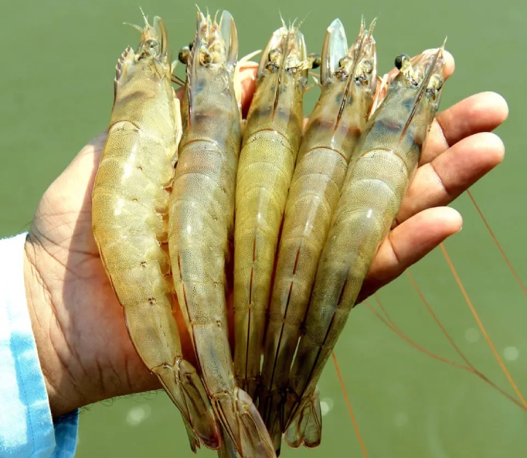 Sea Shrimps
